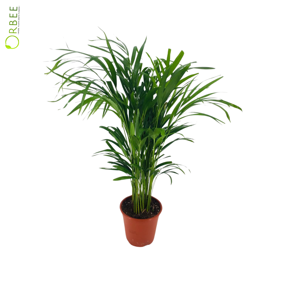Dypsis lutescens (Areca Palm) orbeeflowers