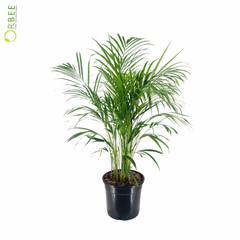 Dypsis lutescens (Areca Palm)