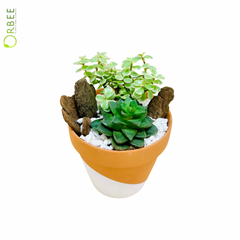 Earthy Charm Succulent Garden