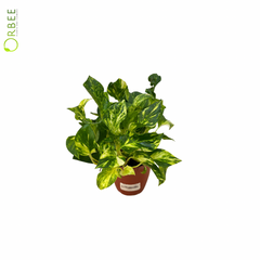 Epipremnum Aureum Njoy Gold
