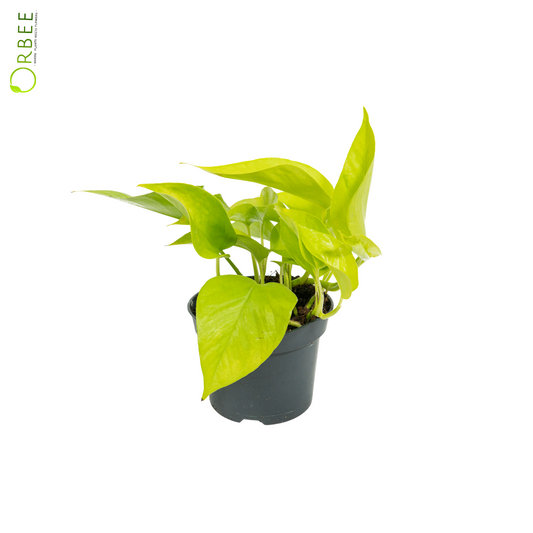 Epipremnum Golden Pothos