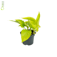 Epipremnum Golden Pothos