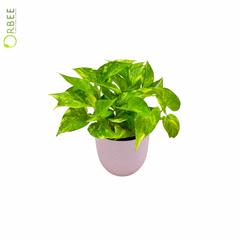 Epipremnum pinn 'NJOY Gold With Plastic Pot