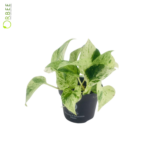 Epipremnum pinn. Marble Queen