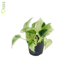 Epipremnum pinn. Marble Queen