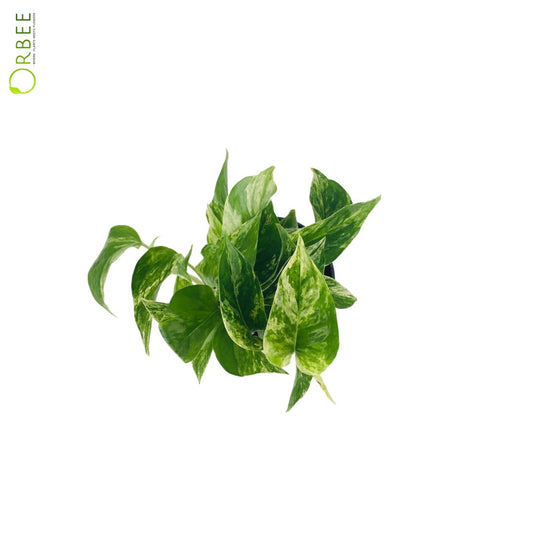 Epipremnum pinn. Aureum