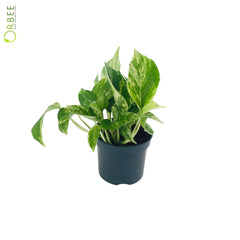 Epipremnum pinn. Aureum