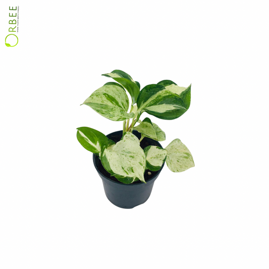 Epipremnum pinn. happy leaf