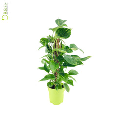 Epipremnum Pinnatum Mosstick