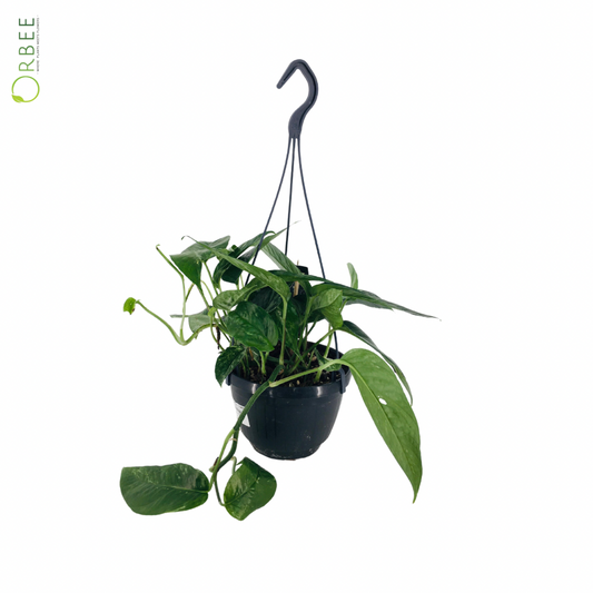 Epipremnum Pinn. Variegata Hanging Pot