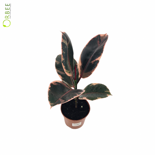 Ficus Elastica Belize