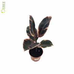 Ficus Elastica Belize