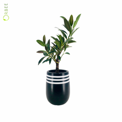 Ficus Elastica Nairobi with White Stripe GRC Pot