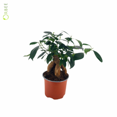 Ficus Microcarpa Retusa