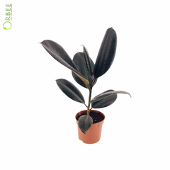 Ficus elastica Abidjan