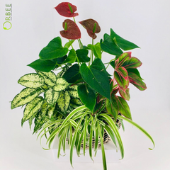 First Diamond Fantasy