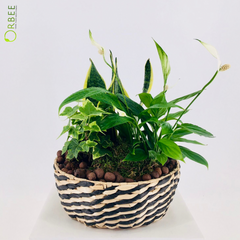 Futura Peaceful Paradise