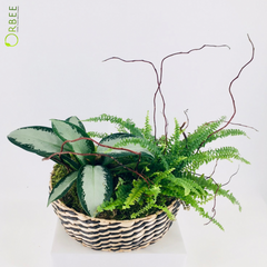 Green Lady's Silver Oasis