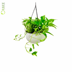 Hanging Money Plant in Woven-Textured Planter