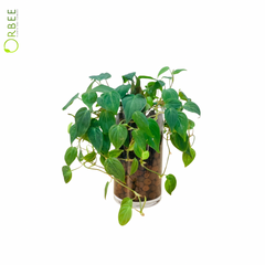 Heartleaf Philodendron