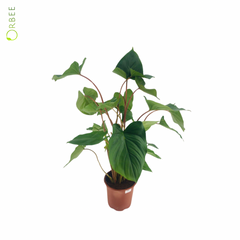 Homalomena Rub Maggy