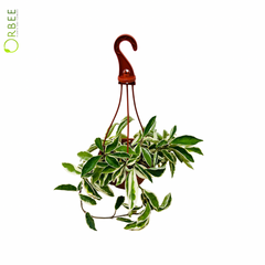 Hoya Carnosa Albomarginata