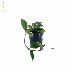 Hoya Carnosa Albomarginata