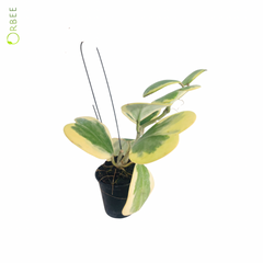 Hoya Kerii Variegated