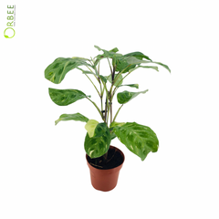 Maranta leuc. Kerchoveana