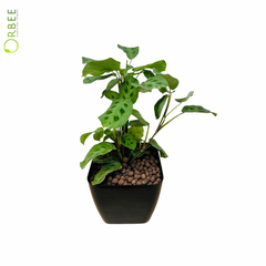 Maranta Leuconeura in Sleek Black Pot