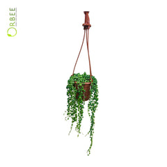 Senecio Rowleyanus “String of Pearls”