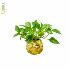 Classic Money Plant in Luxe Textured Planter