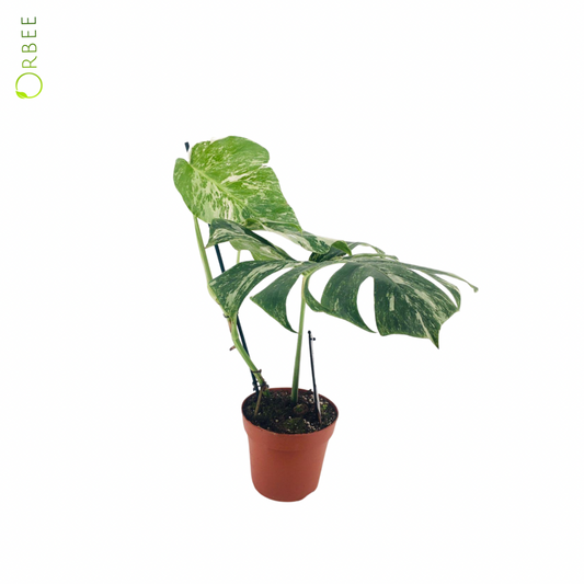 Monstera Delicosa Variegata