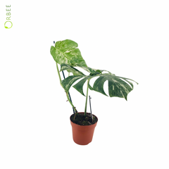 Monstera Delicosa Variegata