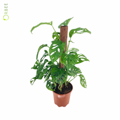 Monstera Obliqua Monkey Leaf