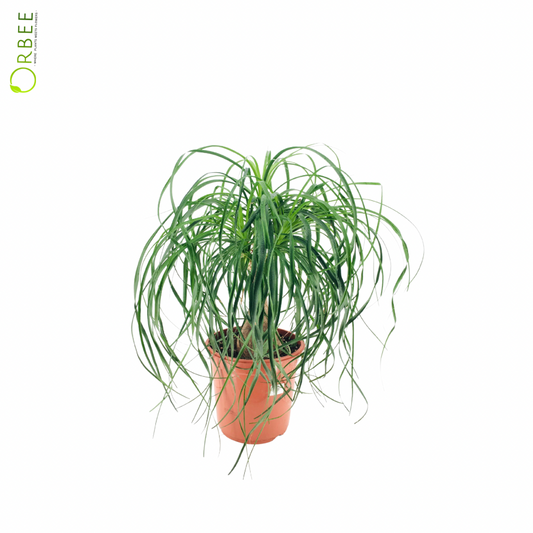 Nolina Recurvata (Beaucarnea)