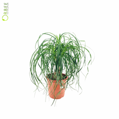 Nolina Recurvata (Beaucarnea)