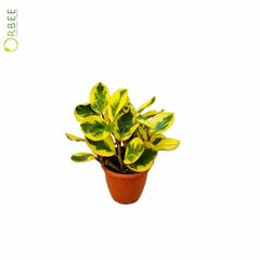 Peperomia Obtusif Green