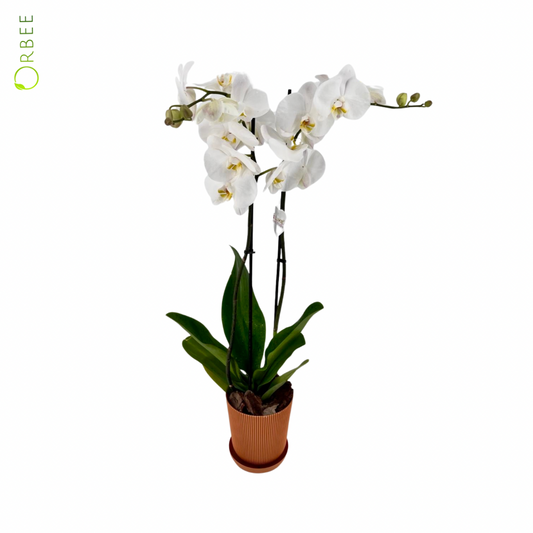 Phalaenopsis Orchid