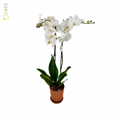 Phalaenopsis Orchid