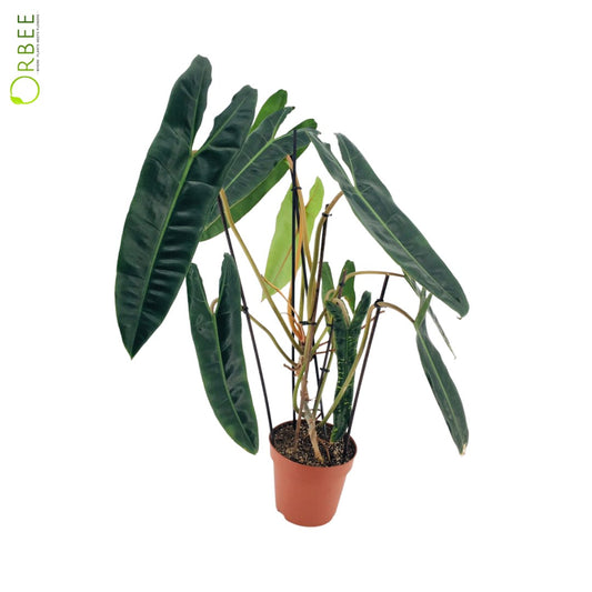 Philodendron Billietiae