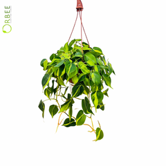 Philodendron Cordatum Brazil