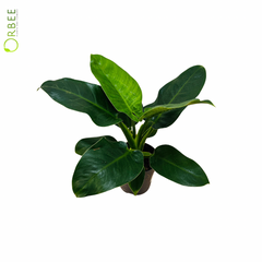 Philodendron Imperial Green