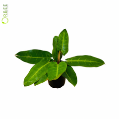 Philodendron Prince Orange