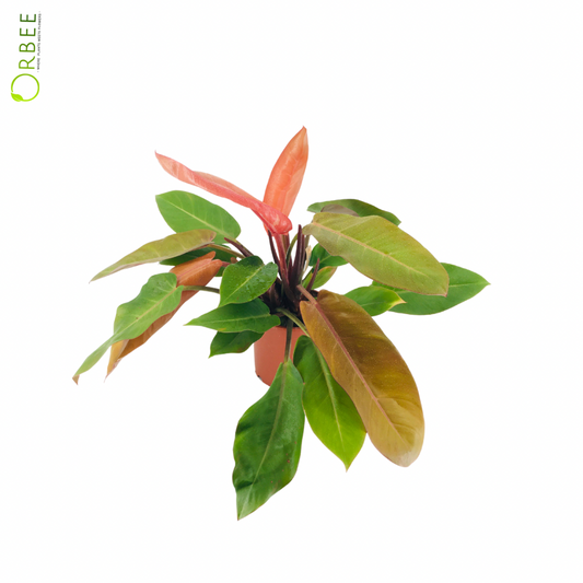 Philodendron Prince of Orange