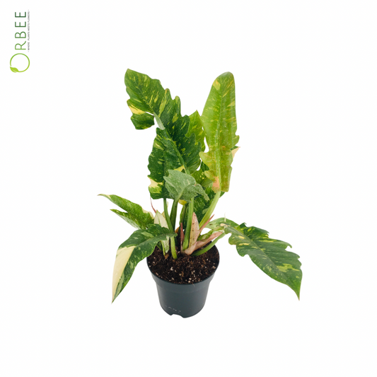 Philodendron Ring of Fire