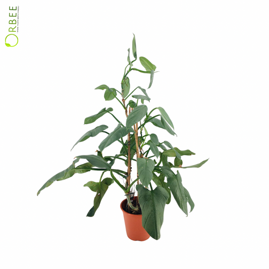 Philodendron Silver Queen Pyramid