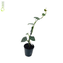 Philodendron Brandtianum