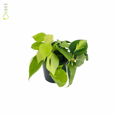 Philodendron Scandens Brasil