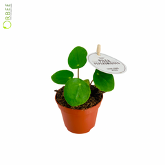 Pilea Peperomoides